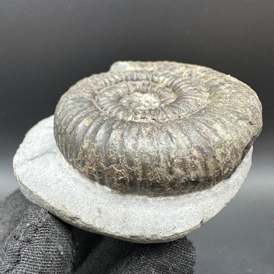 Catacoeloceras Sp. ammonite fossil with box and stand- Whitby, North Yorkshire Jurassic Coast Yorkshire Fossils