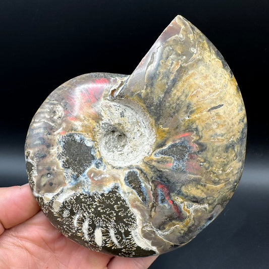 Cleoniceras Ammonite Fossil With Stand - Cretaceous Ammonite Madagascar