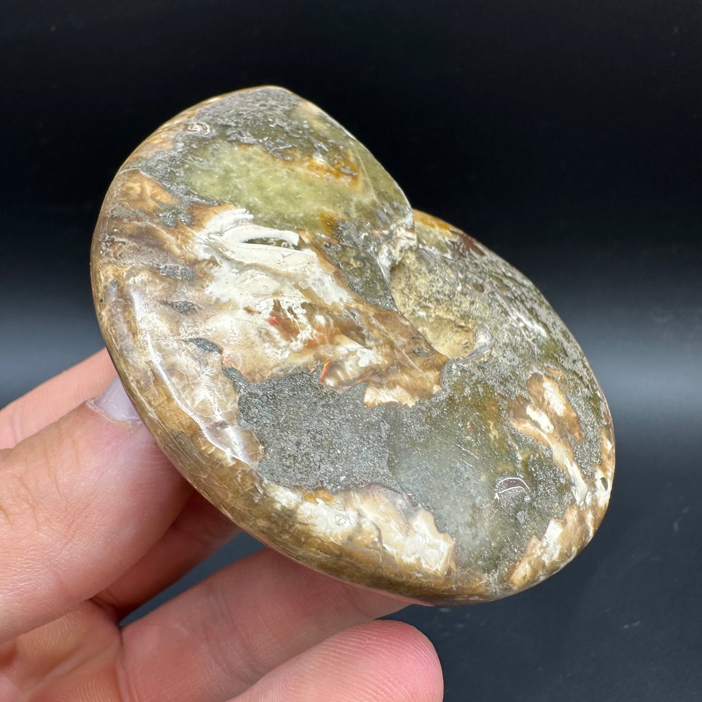 Cleoniceras Ammonite Fossil With Box And Stand - Cretaceous Ammonite Madagascar