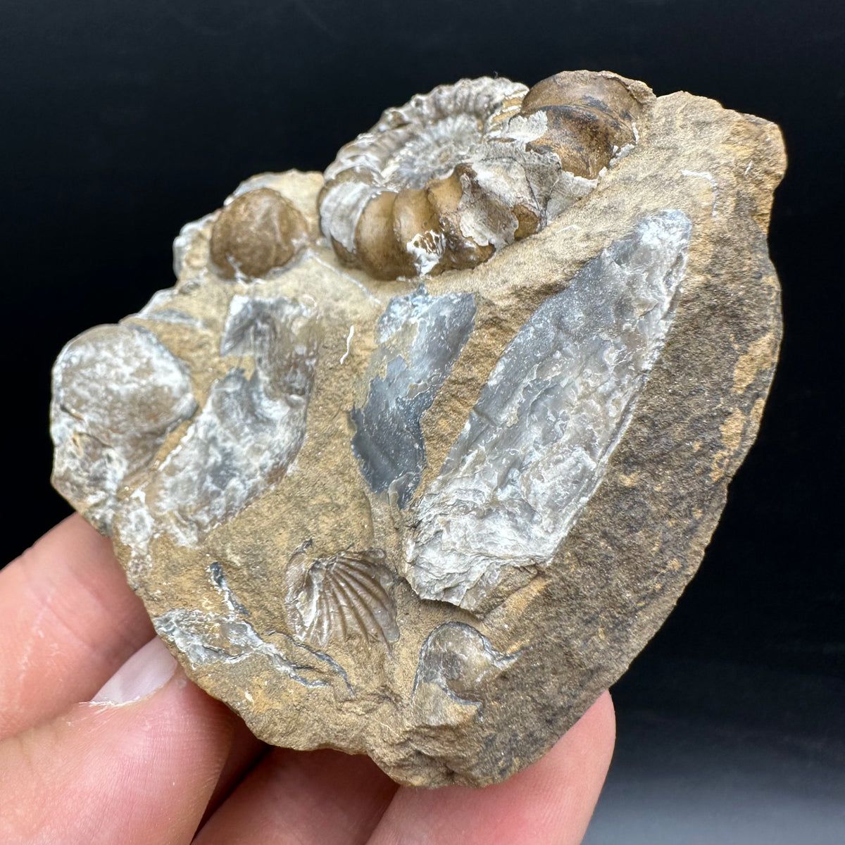 Androgynoceras capricornus Ammonite Fossil With Stand - Whitby, North Yorkshire Jurassic Coast Yorkshire Fossils
