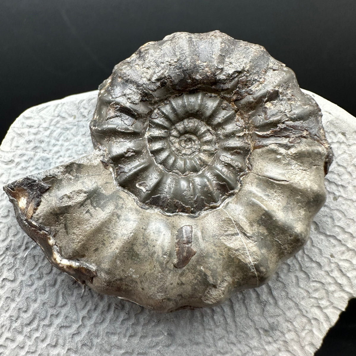 Androgynoceras maculatum ammonite fossil with box and stand - Whitby, North Yorkshire Jurassic Coast Yorkshire Fossils