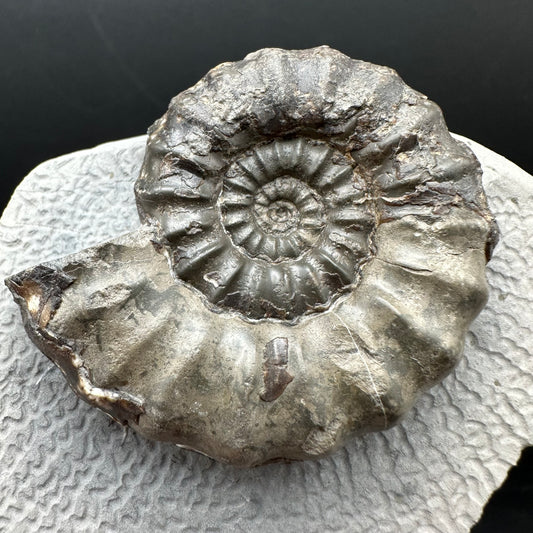 Androgynoceras maculatum ammonite fossil with box and stand - Whitby, North Yorkshire Jurassic Coast Yorkshire Fossils