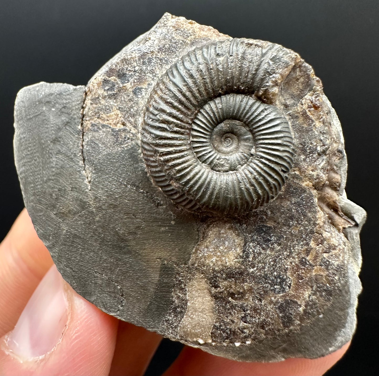 Dactylioceras Ammonite Fossil Gift Set - Whitby, North Yorkshire Jurassic Coast Yorkshire Fossils