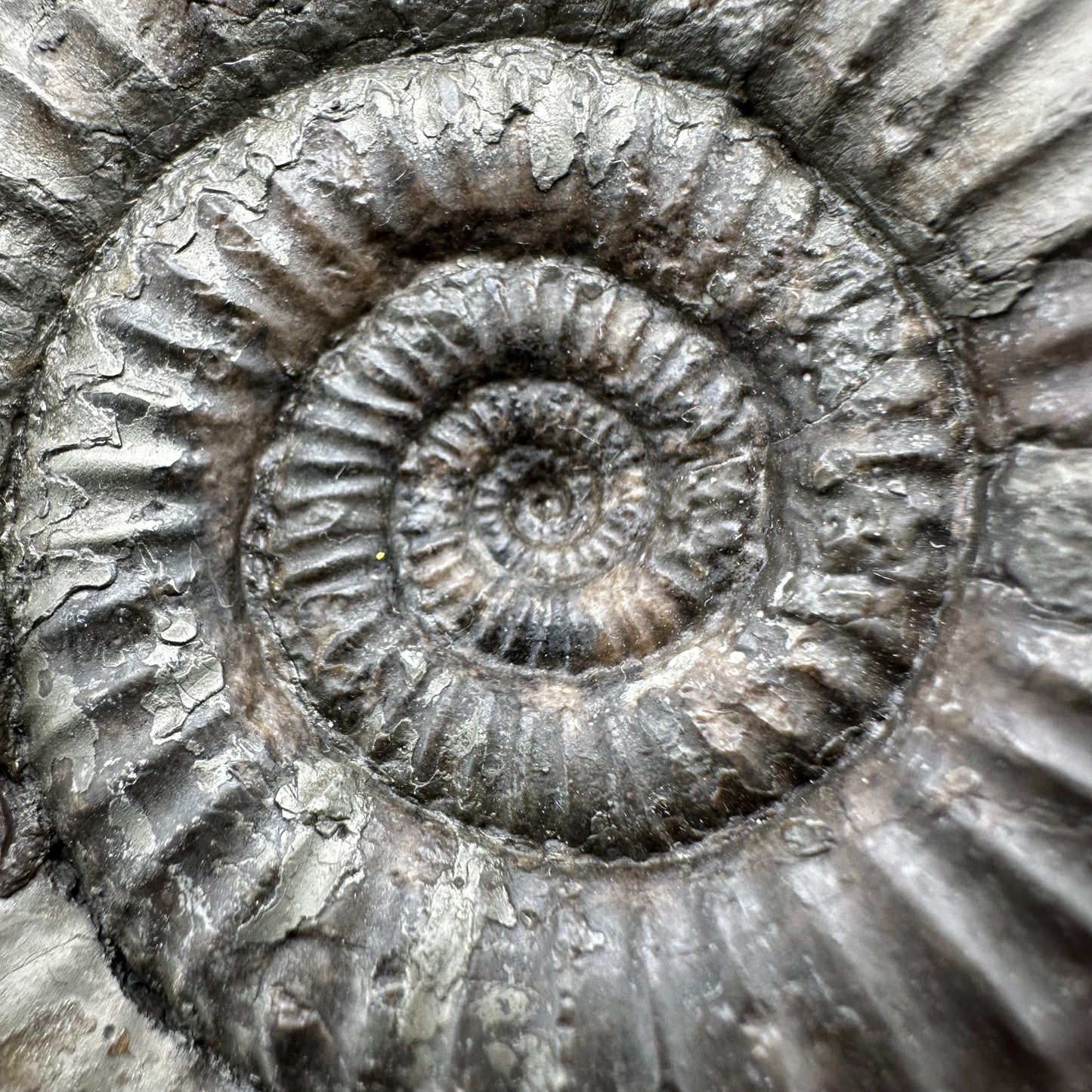 Catacoeloceras Sp. ammonite fossil - Whitby, North Yorkshire Jurassic Coast Yorkshire Fossils