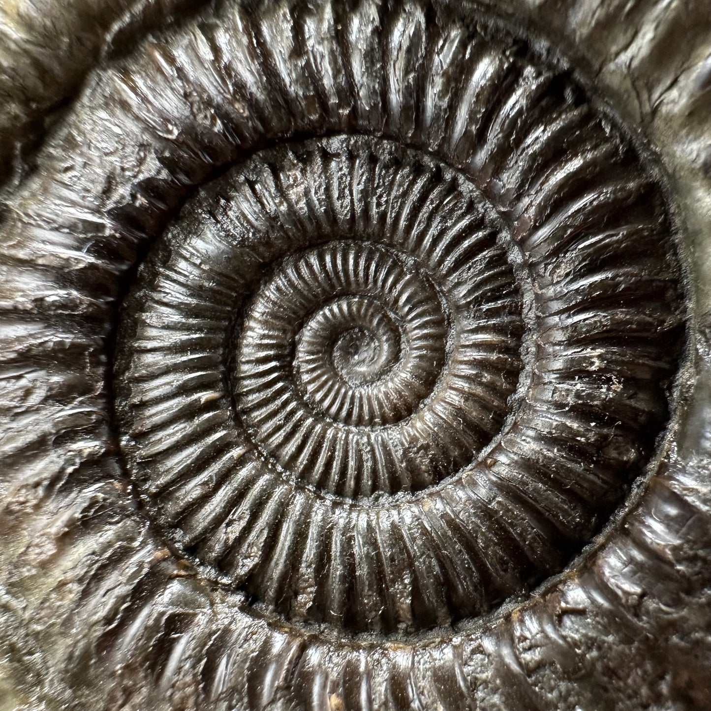 Dactylioceras Ammonite Fossil With box and Stand - Whitby, North Yorkshire Jurassic Coast Yorkshire Fossils