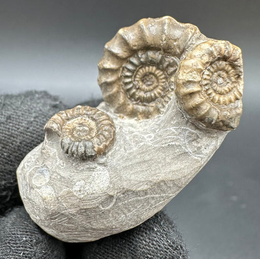 Gagaticeras Ammonite fossil with box and stand - Whitby, North Yorkshire Jurassic Coast Yorkshire Fossils