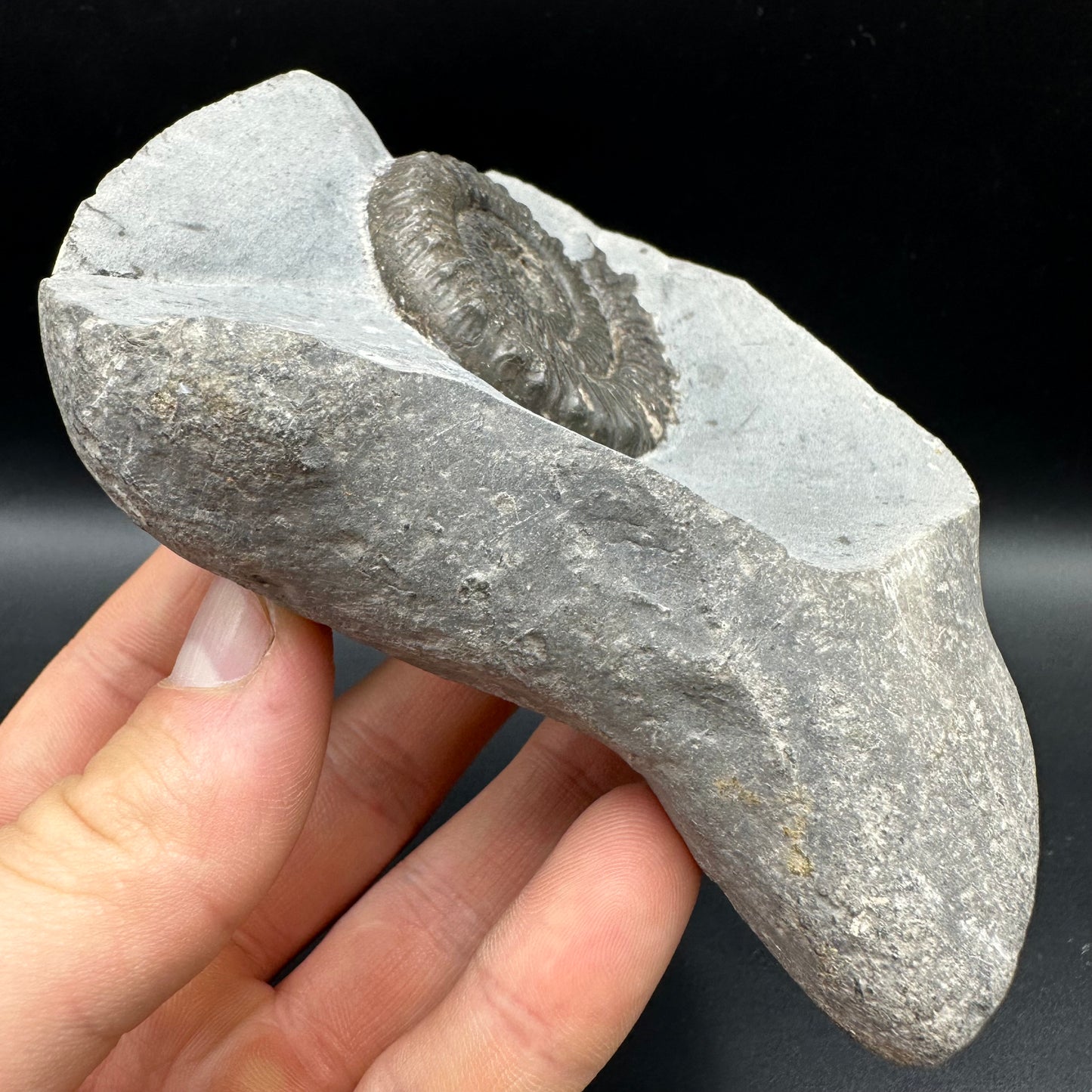 Peronoceras turriculatum Ammonite fossil with box and stand - Whitby, North Yorkshire Jurassic Coast, Yorkshire fossils