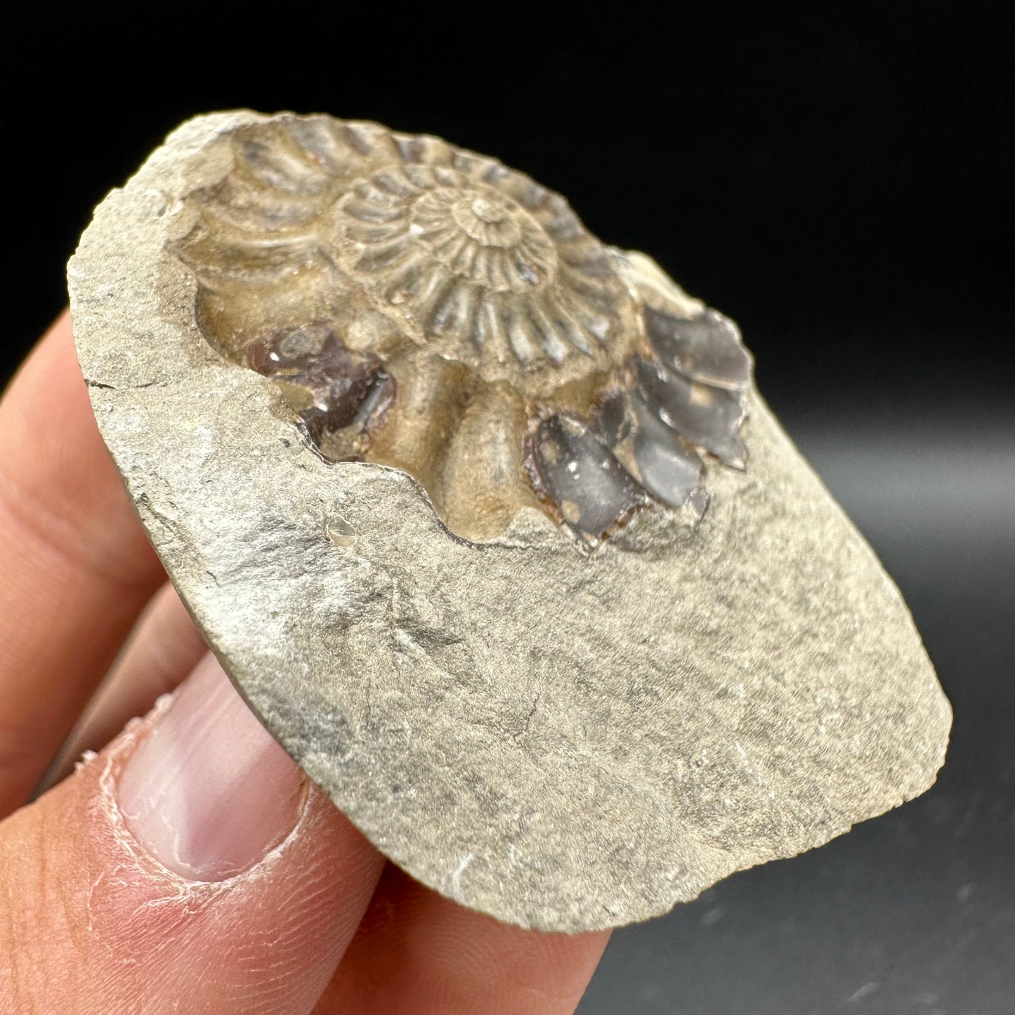 Androgynoceras maculatum Ammonite fossil with box and stand - Whitby, North Yorkshire Jurassic Coast Yorkshire Fossils n