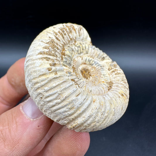 Dichotomosphinctes Ammonite Fossil With Box And Stand - Middle Jurassic Ammonite Madagascar