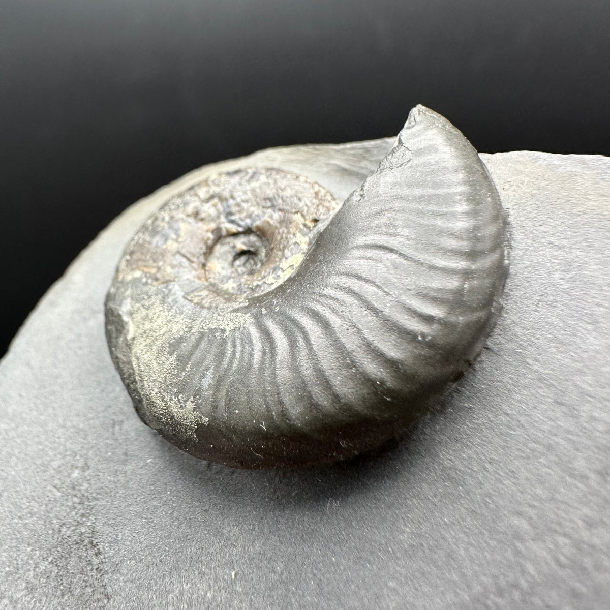 Eleganticeras Elegantulum ammonite fossil with box and stand - Whitby, North Yorkshire Jurassic Coast, Yorkshire Fossils