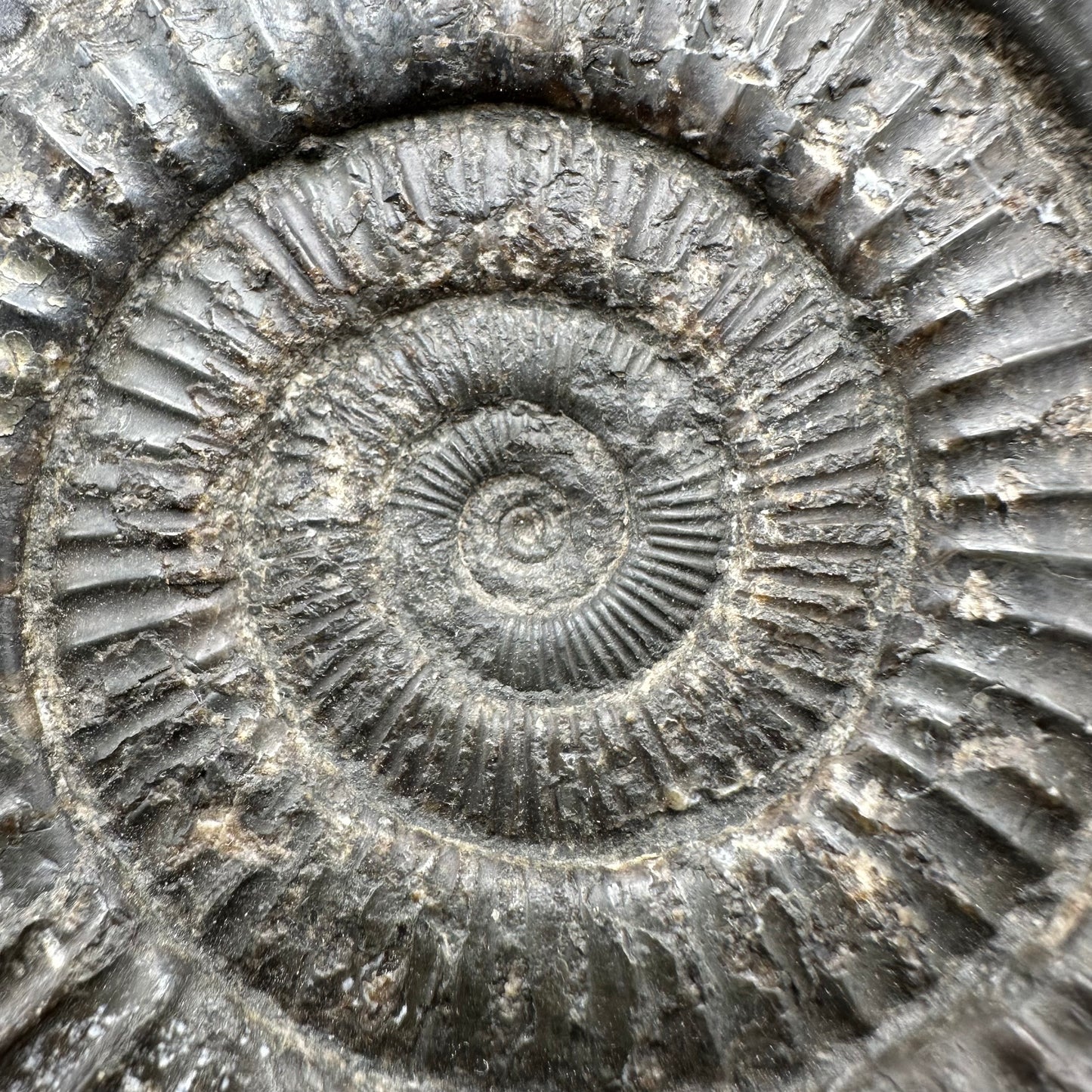 Dactylioceras Ammonite Fossil With Box And Stand - Whitby, North Yorkshire Jurassic Coast Yorkshire Fossils