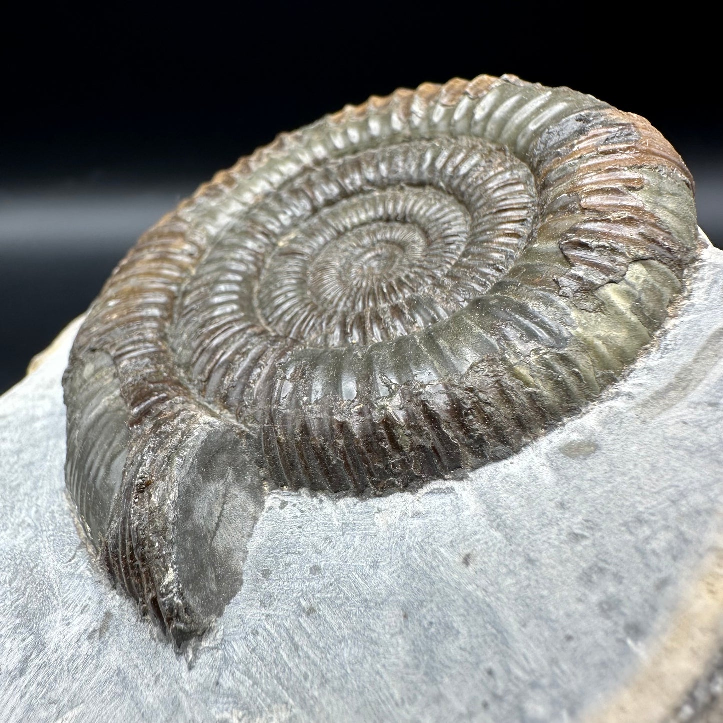 Dactylioceras Ammonite Fossil With Box And Stand - Whitby, North Yorkshire Jurassic Coast Yorkshire Fossils