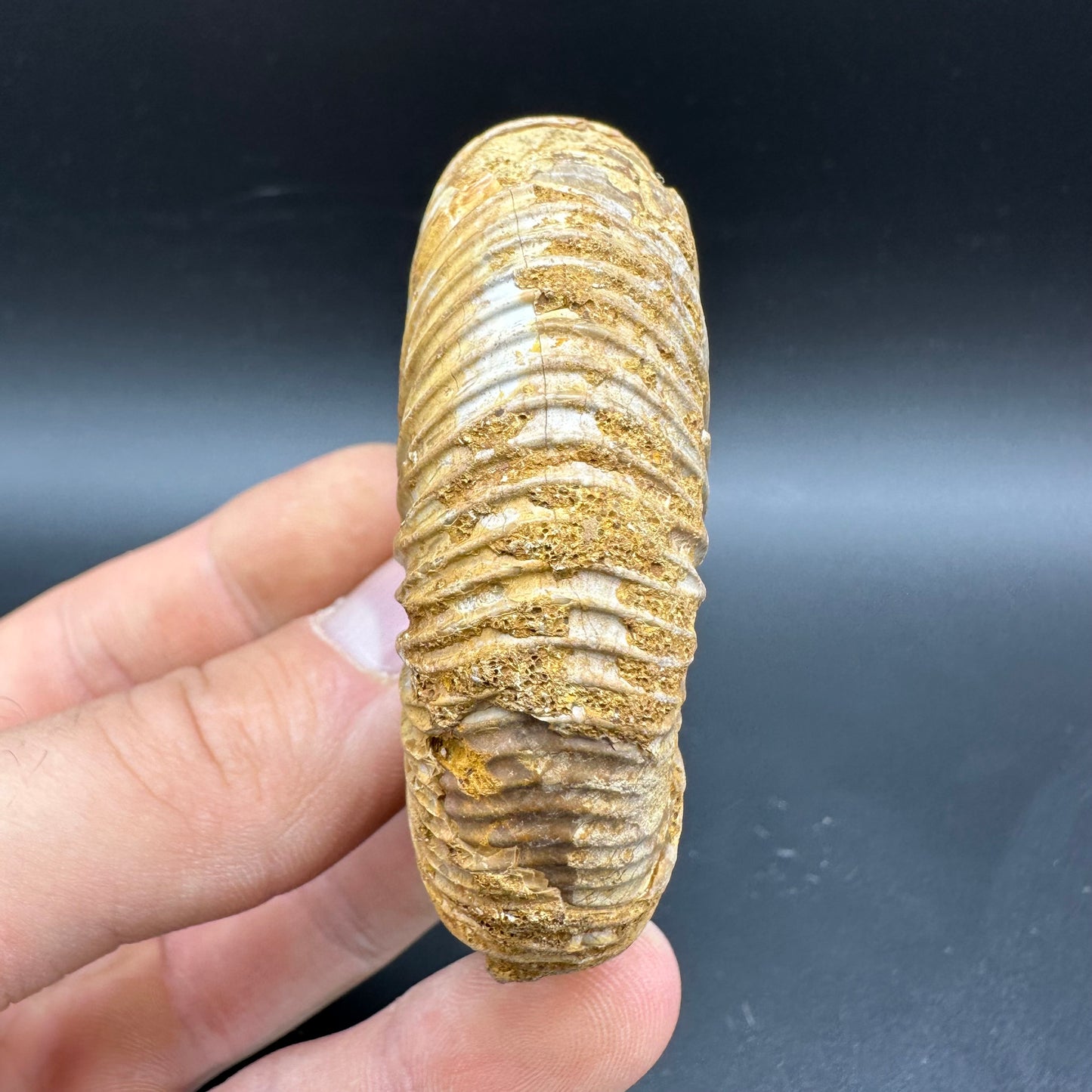 Dichotomosphinctes Ammonite Fossil With Box And Stand - Middle Jurassic Ammonite Madagascar