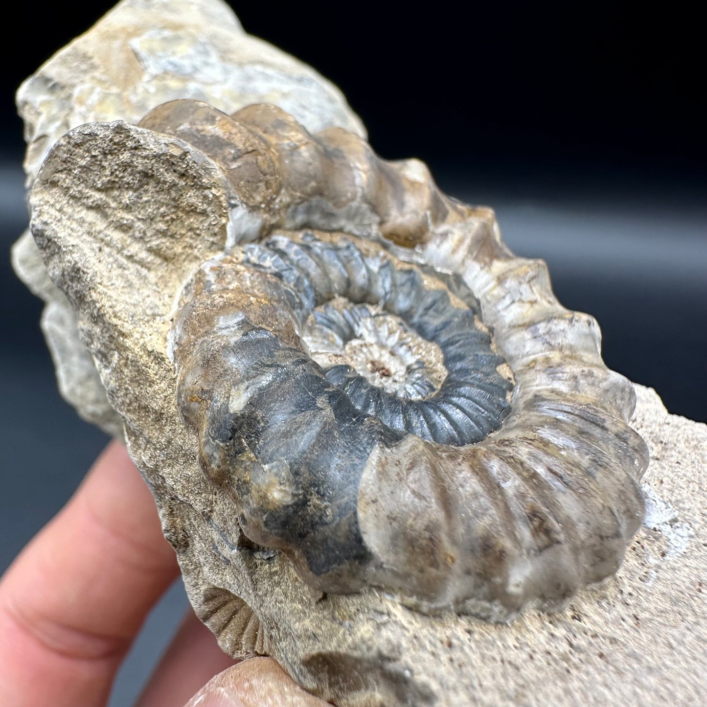 Androgynoceras Capricornus ammonite fossil - Whitby, North Yorkshire Jurassic Coast Yorkshire Fossils