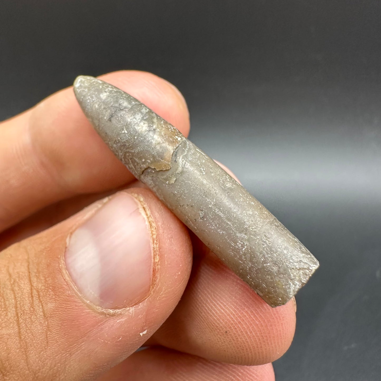 Belemnite (Fossil Squid) shell fossil - Whitby, North Yorkshire Jurassic Coast Yorkshire Fossils