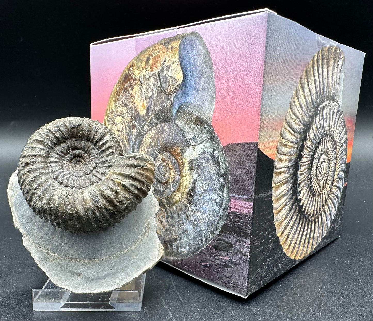 Catacoeloceras Sp. ammonite fossil with box and stand- Whitby, North Yorkshire Jurassic Coast Yorkshire Fossils