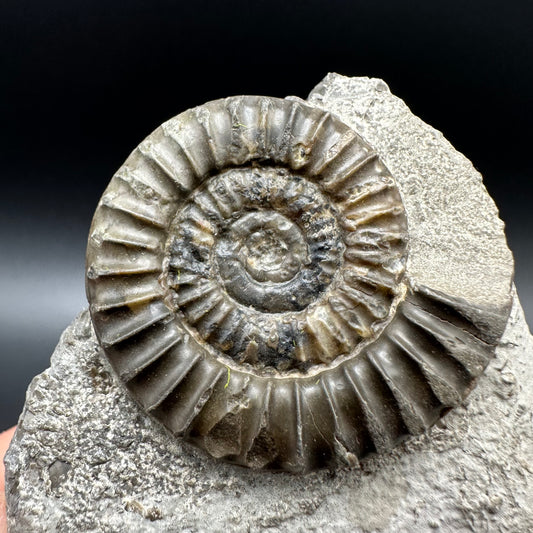 Arnioceras ammonite shell fossil with box and stand - Whitby, North Yorkshire Jurassic Coast Yorkshire Fossils