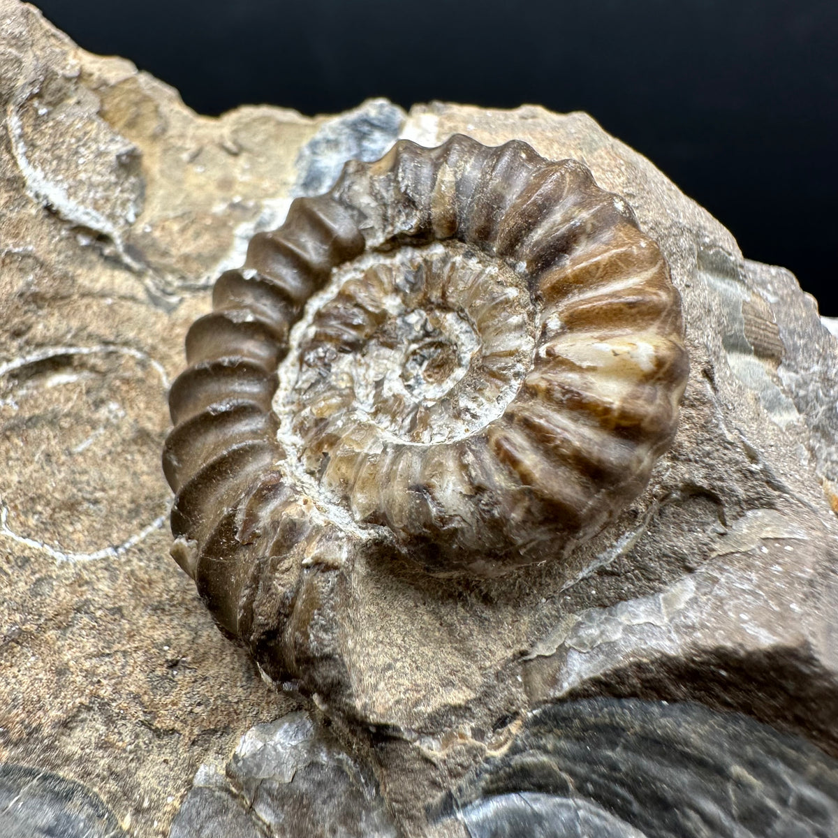 Androgynoceras capricornus Ammonite Fossil With Stand - Whitby, North Yorkshire Jurassic Coast Yorkshire Fossils