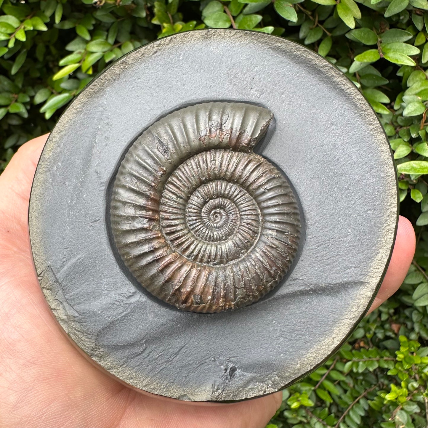 Golden Egg (IMPLANT) Ammonite fossil with stand - Whitby, North Yorkshire Jurassic Coast