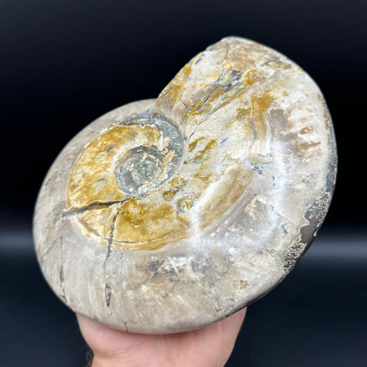 Cleoniceras Ammonite Fossil With Stand - Cretaceous Ammonite Madagascar