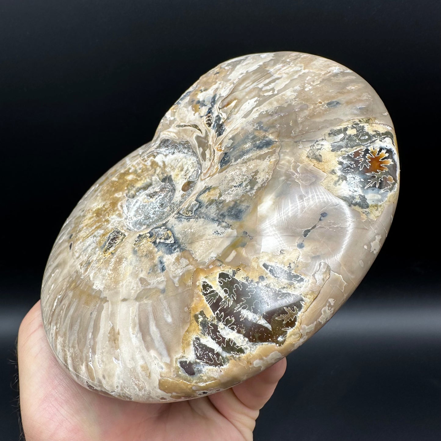 Cleoniceras Ammonite Fossil With Stand - Cretaceous Ammonite Madagascar