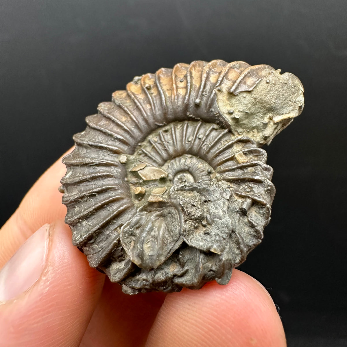 Schlothemia sp. ammonite fossil with box and stand - Whitby, North Yorkshire Jurassic Coast, Yorkshire fossils