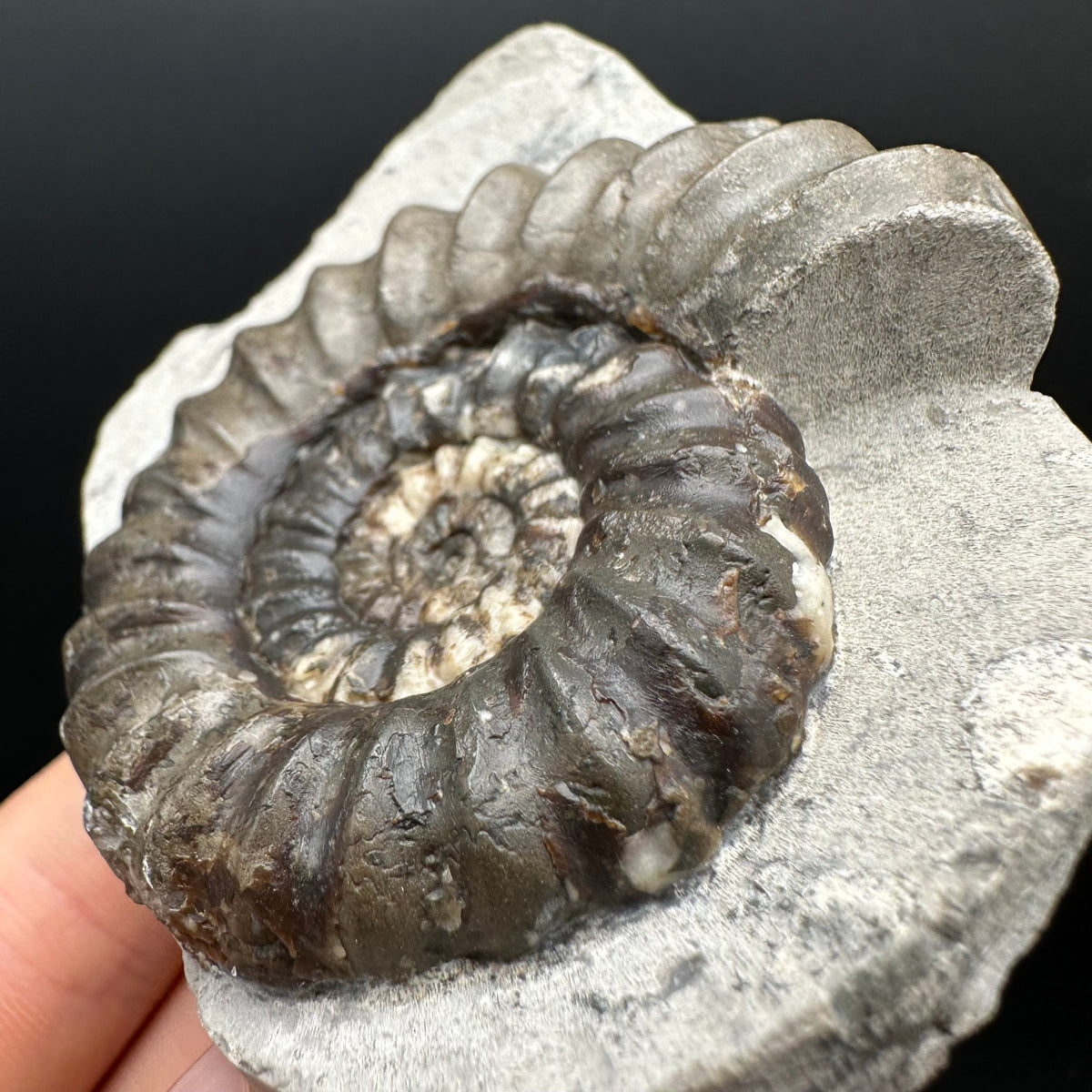 Androgynoceras maculatum ammonite fossil with box and stand - Whitby, North Yorkshire Jurassic Coast Yorkshire Fossils