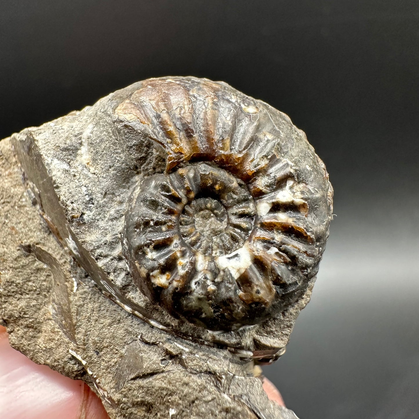 Amaltheus subnodosus Ammonite fossil with box and stand - Whitby, North Yorkshire Jurassic Coast Yorkshire Fossils