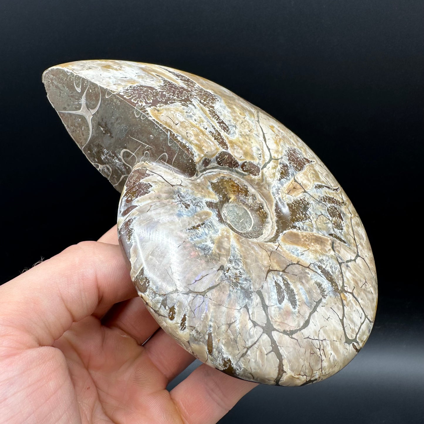 Cleoniceras Ammonite Fossil With Stand - Cretaceous Ammonite Madagascar