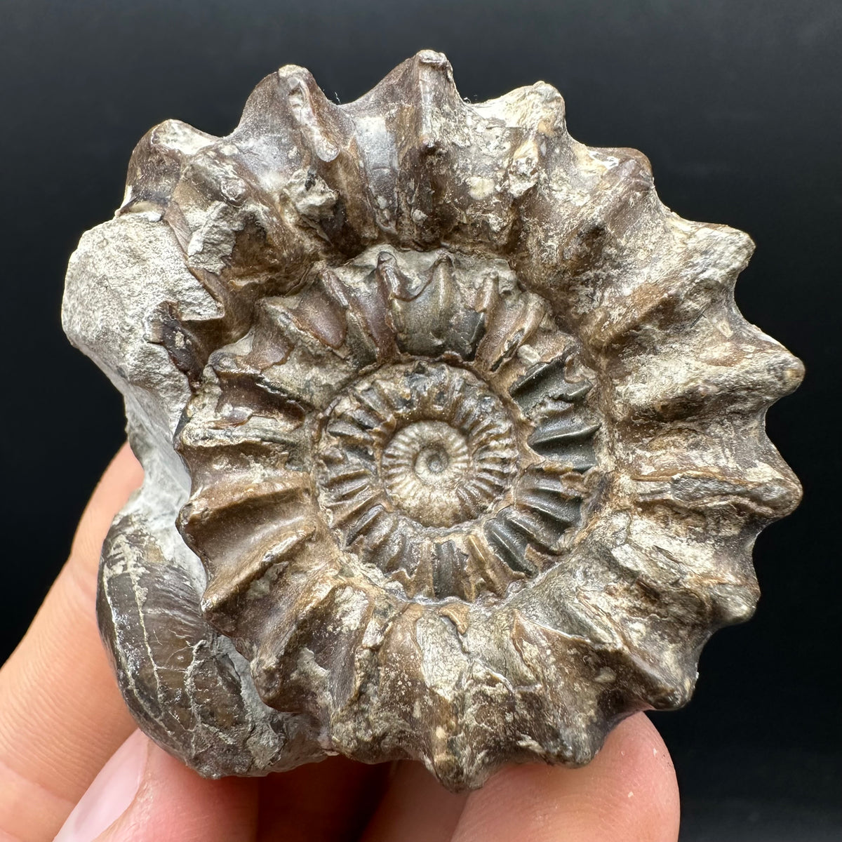 Oistoceras figulinum ammonite fossil with box and stand - Whitby, North Yorkshire Jurassic Coast Yorkshire Fossils