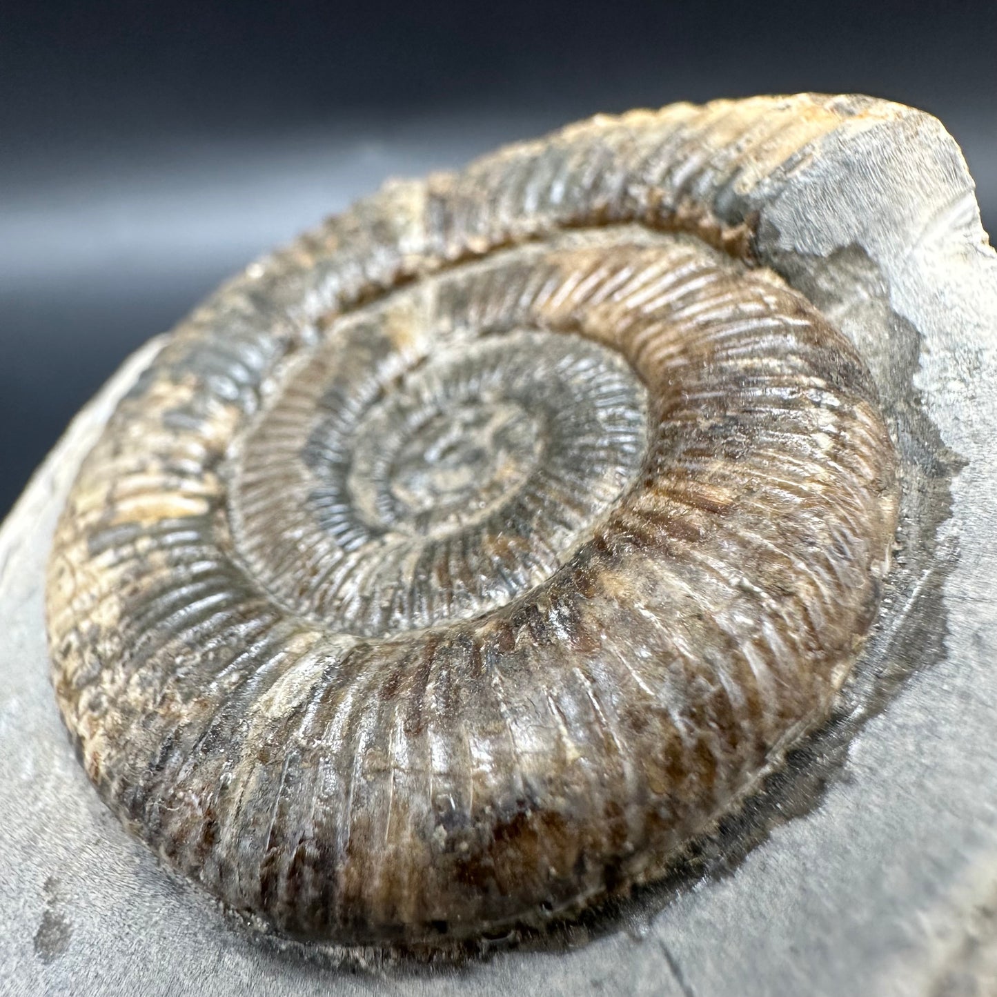 Dactylioceras Ammonite Fossil With Box And Stand - Whitby, North Yorkshire Jurassic Coast Yorkshire Fossils