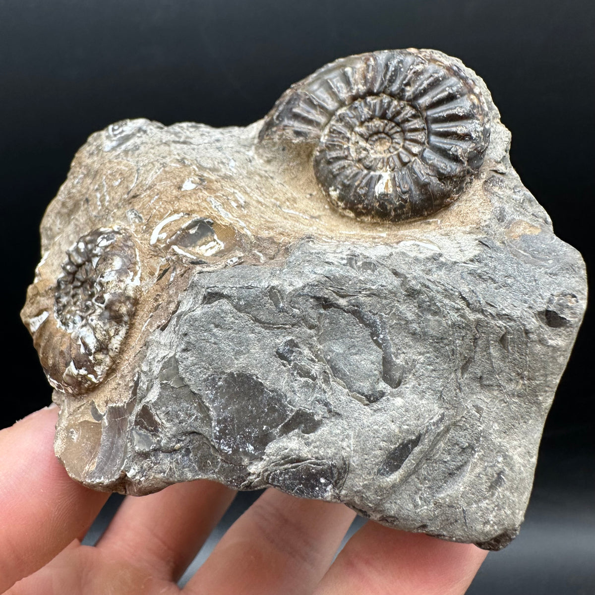 Amaltheus subnodosus Ammonite fossil with stand - Whitby, North Yorkshire Jurassic Coast Yorkshire Fossils
