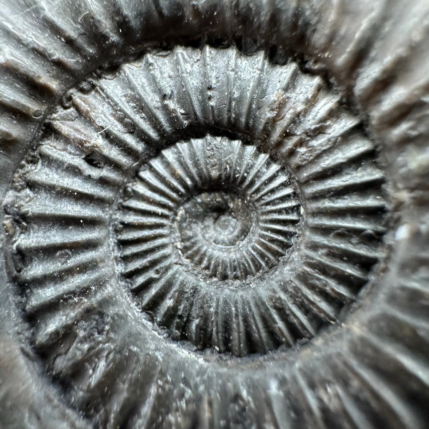 Dactylioceras Ammonite Fossil With Box And Stand - Whitby, North Yorkshire Jurassic Coast Yorkshire Fossils