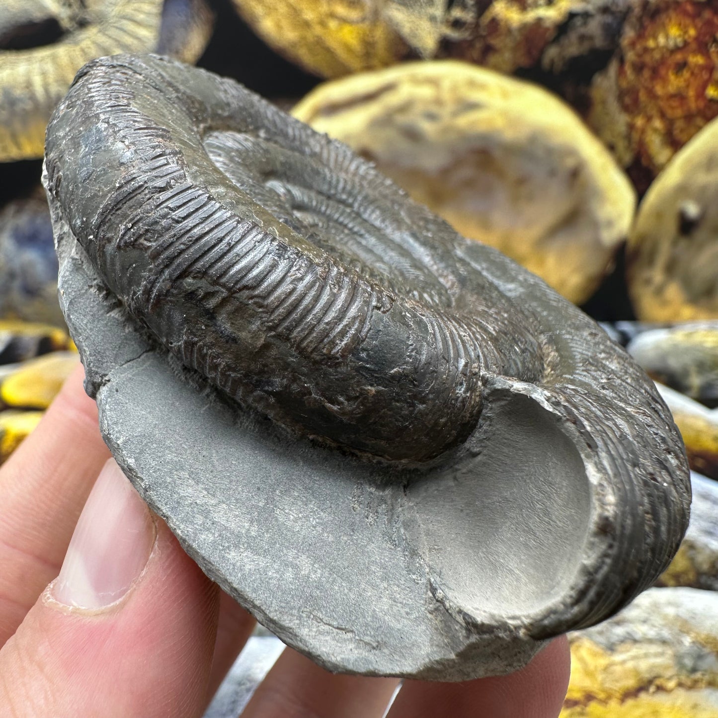 Dactylioceras tenuicostatum ammonite fossil - Whitby, North Yorkshire Jurassic Coast Yorkshire Fossils