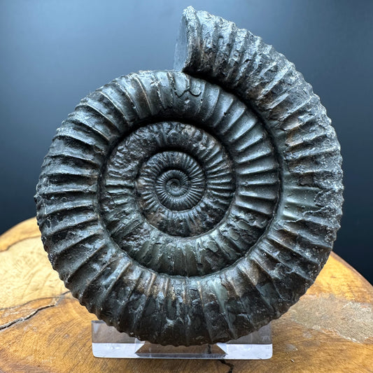 Dactylioceras Ammonite Fossil With box and Stand - Whitby, North Yorkshire Jurassic Coast Yorkshire Fossils