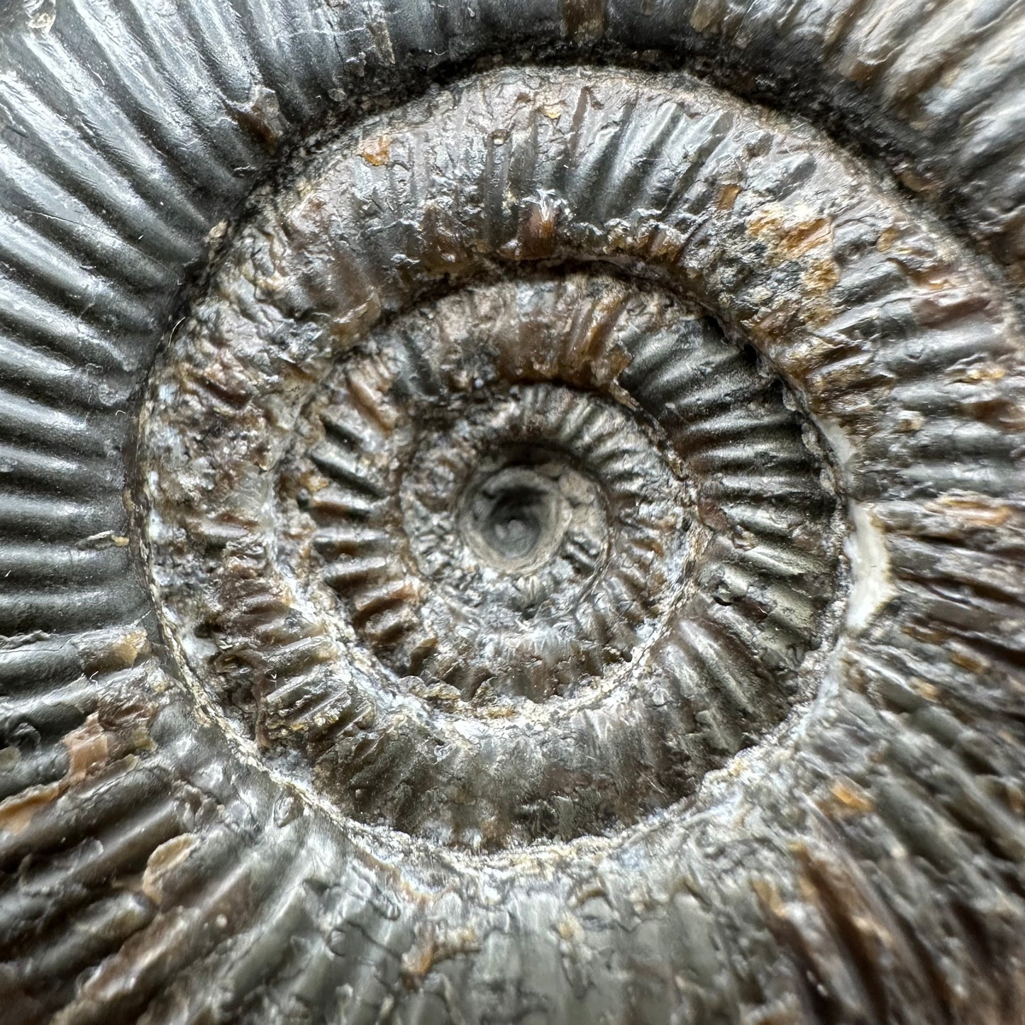Dactylioceras semicelatum Ammonite fossil with stand - Whitby, North Yorkshire Jurassic Coast Yorkshire Fossils