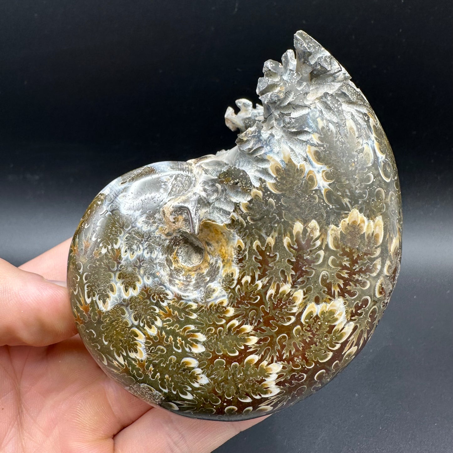 Phylloceras Ammonite Fossil With Box And Stand - Cretaceous Ammonite Madagascar