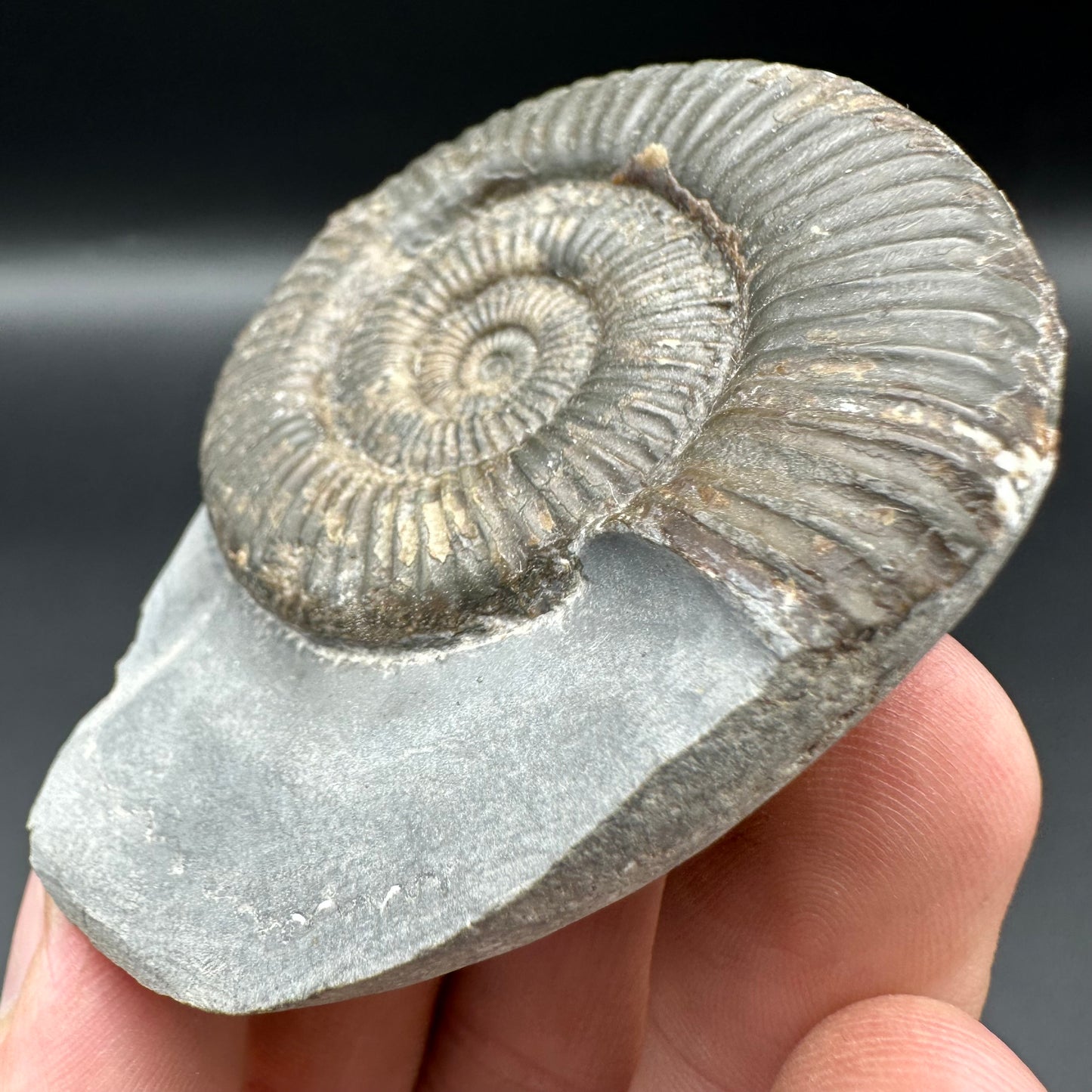 Zugodactylites ammonite fossil with box and stand - Whitby, North Yorkshire Jurassic Coast, Yorkshire fossils