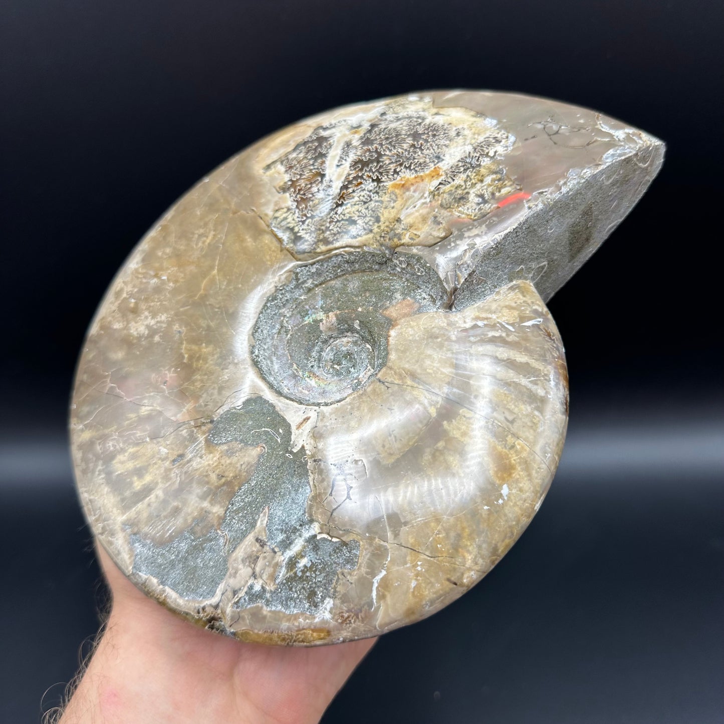 Cleoniceras Ammonite Fossil With Stand - Cretaceous Ammonite Madagascar