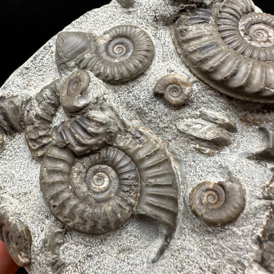 Arnioceras ammonite shell fossil with box and stand - Whitby, North Yorkshire Jurassic Coast Yorkshire Fossils