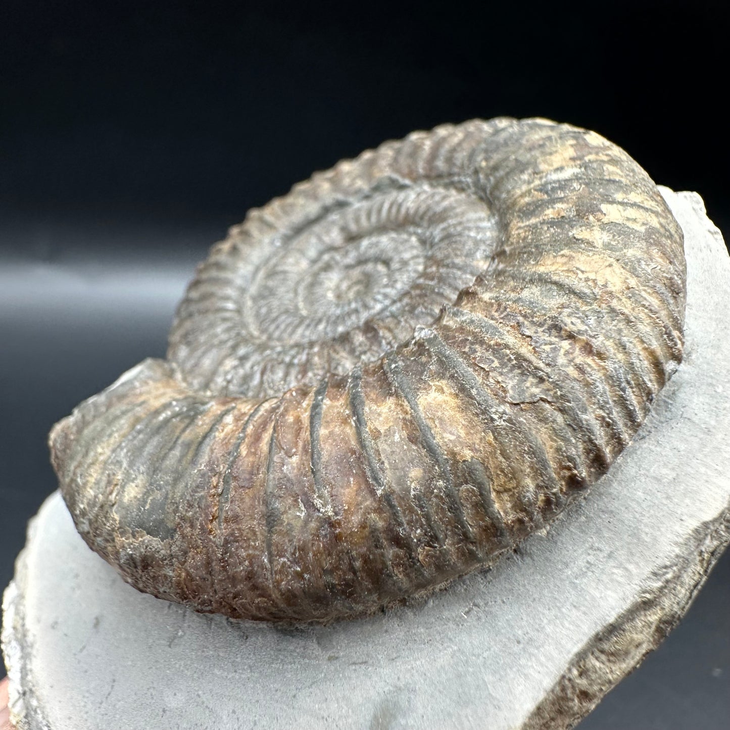 Dactylioceras Ammonite Fossil With Box And Stand - Whitby, North Yorkshire Jurassic Coast Yorkshire Fossils