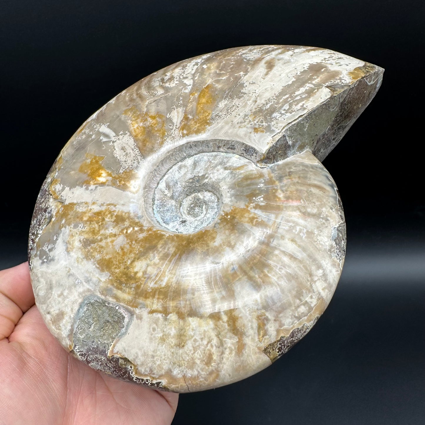 Cleoniceras Ammonite Fossil With Stand - Cretaceous Ammonite Madagascar