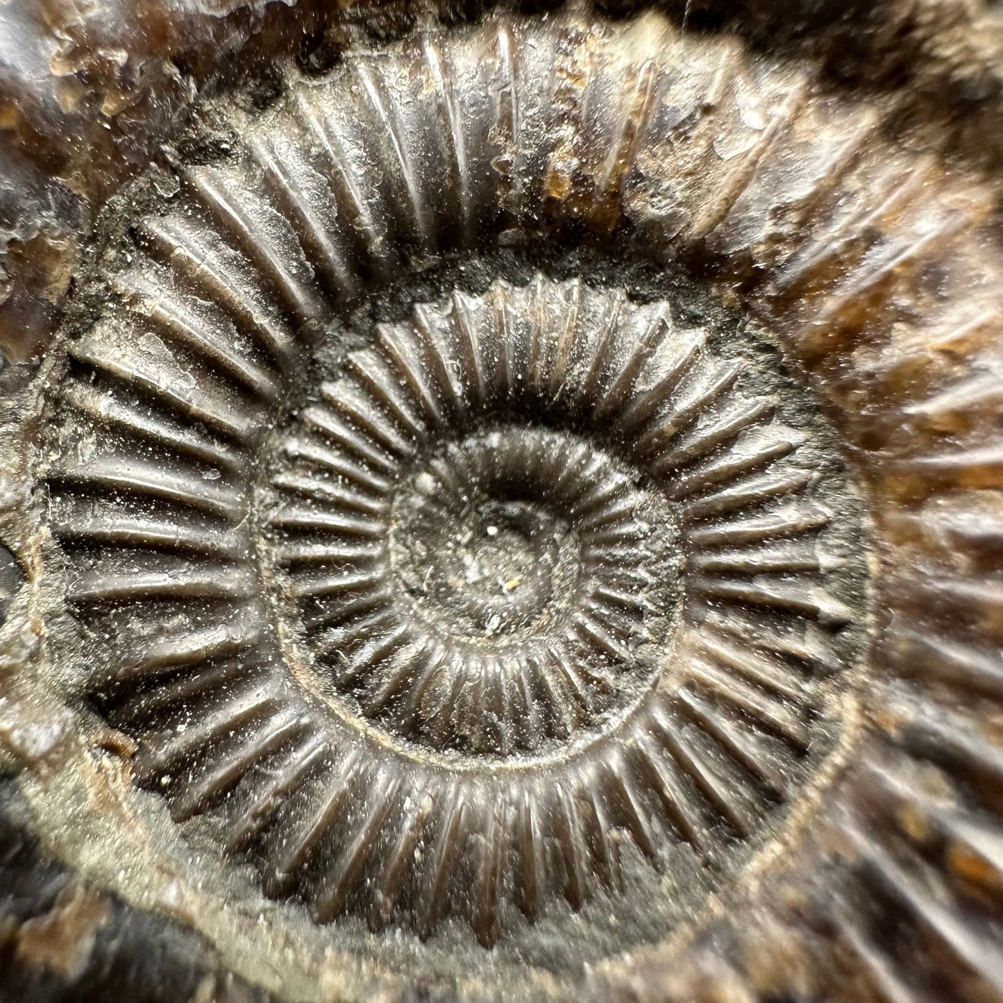 Dactylioceras Ammonite Fossil With Box And Stand - Whitby, North Yorkshire Jurassic Coast Yorkshire Fossils