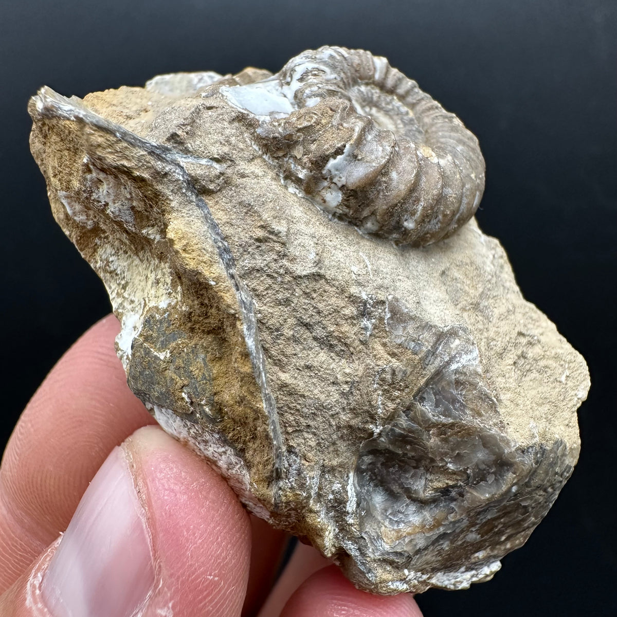 Androgynoceras capricornus Ammonite Fossil With Stand - Whitby, North Yorkshire Jurassic Coast Yorkshire Fossils