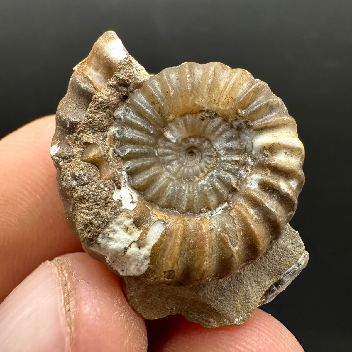 Androgynoceras capricornus Ammonite Fossil With Stand - Whitby, North Yorkshire Jurassic Coast Yorkshire Fossils