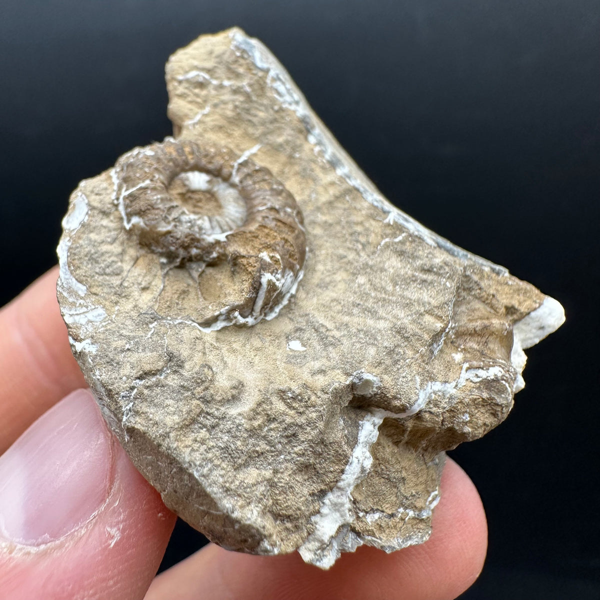 Androgynoceras capricornus Ammonite Fossil With Stand - Whitby, North Yorkshire Jurassic Coast Yorkshire Fossils