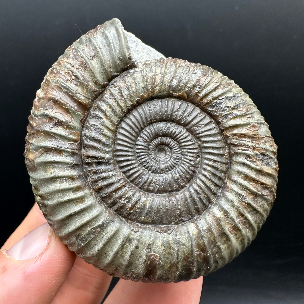 Dactylioceras Ammonite Fossil With box and Stand - Whitby, North Yorkshire Jurassic Coast Yorkshire Fossils