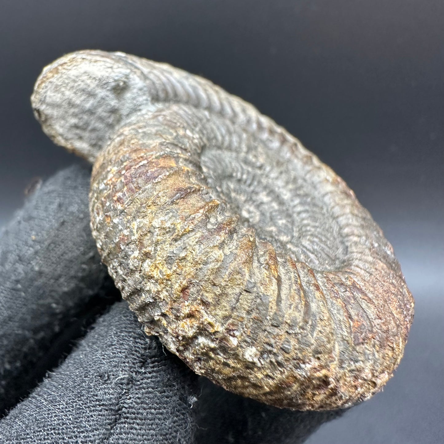 Catacoeloceras Sp. ammonite fossil with box and stand- Whitby, North Yorkshire Jurassic Coast Yorkshire Fossils