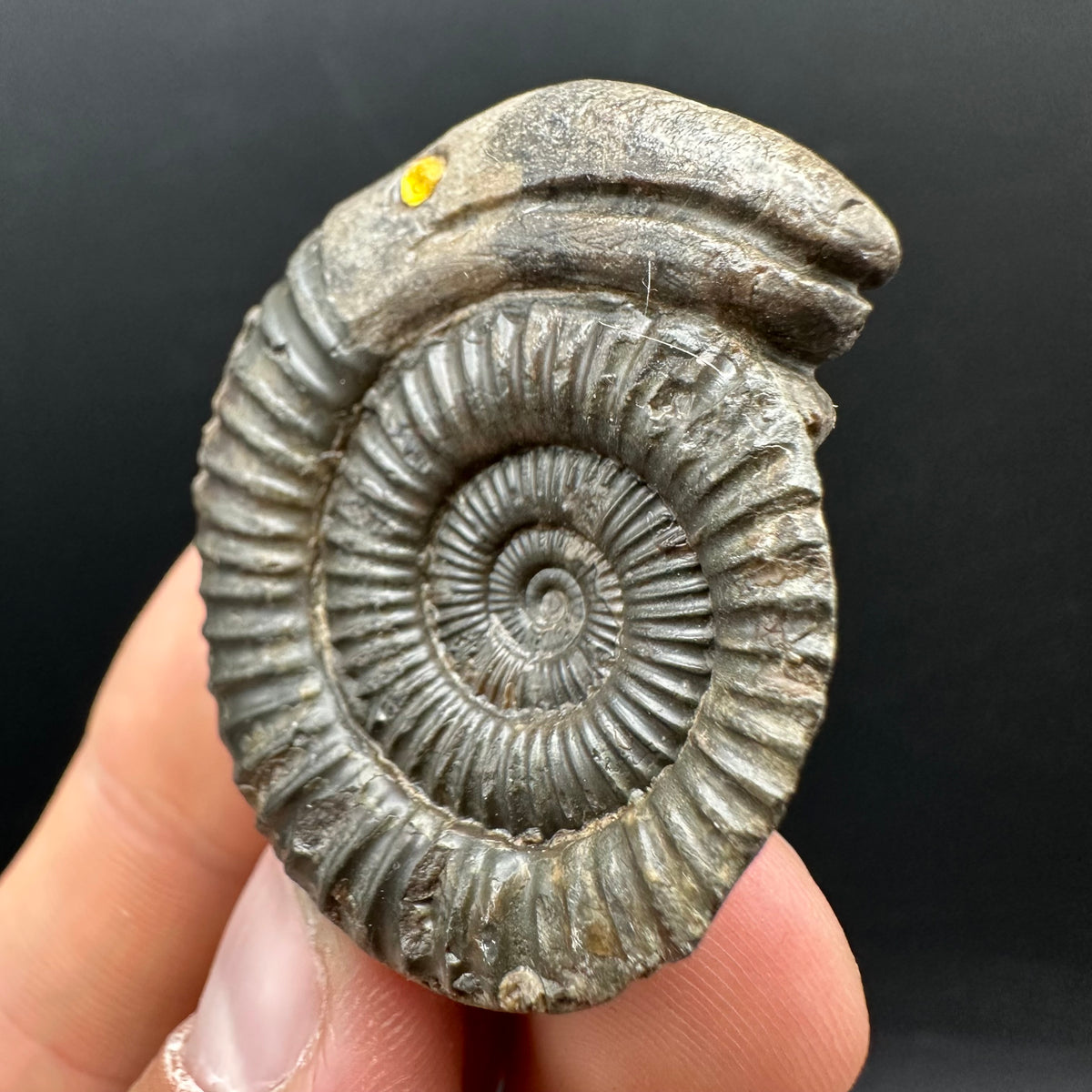 Snakestone Ammonite Fossil With Bag/Box And Stand - Whitby, North Yorkshire Jurassic Coast Yorkshire Fossils