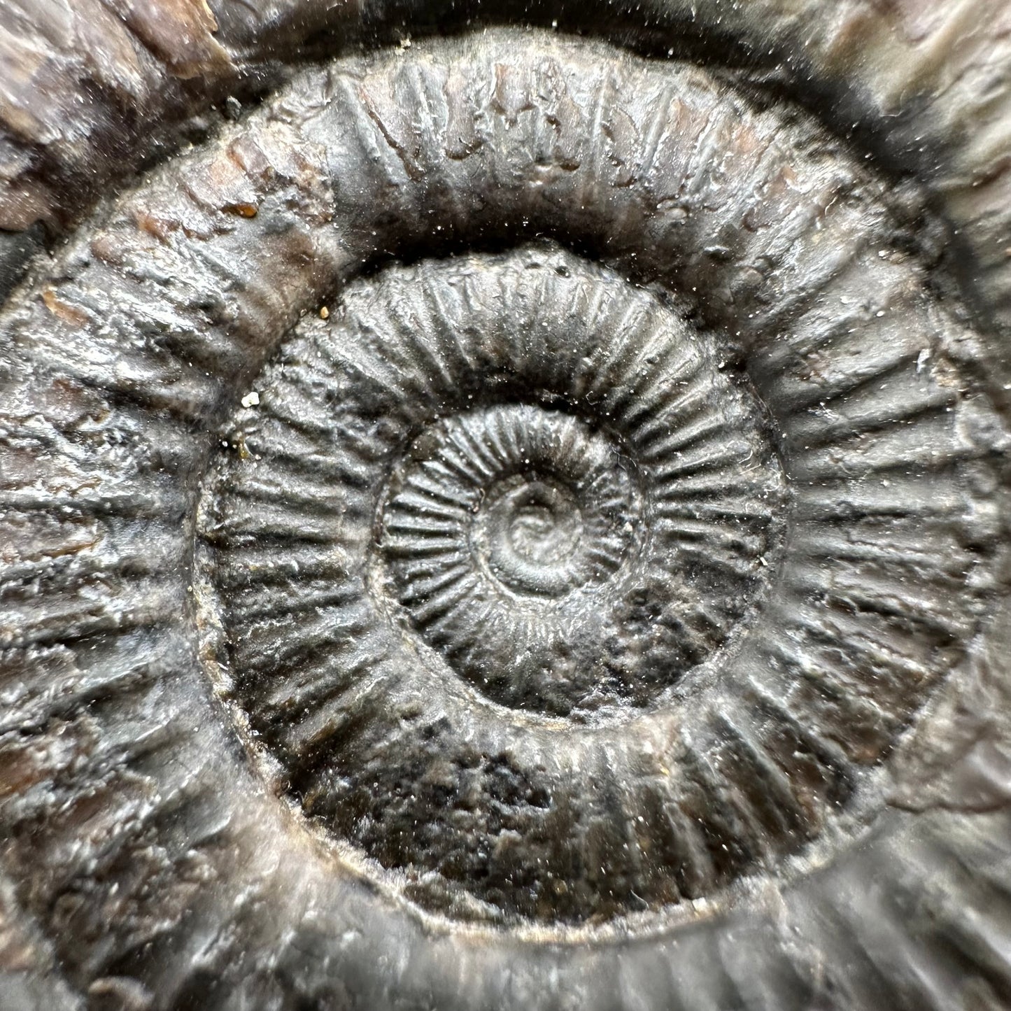Dactylioceras Ammonite Fossil With Box And Stand - Whitby, North Yorkshire Jurassic Coast Yorkshire Fossils